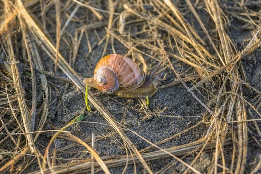 Snail in the morning light on the beach in the sand and branches