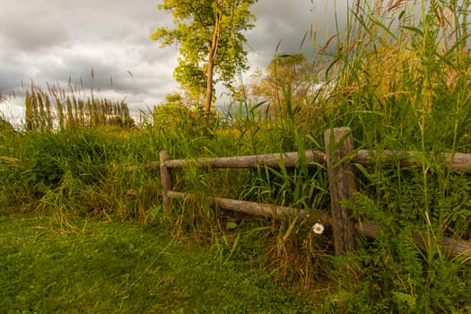 Fence in a meadow before a storm with a single white daisy