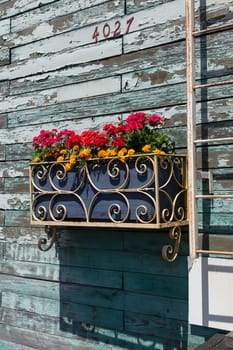 Planter box on a faded blue wall with a ladder