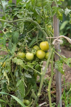 Green Tomatoes on a vine