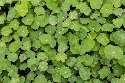 Nasturtium Leaves