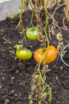 Red and Green Tomatoes on a vine