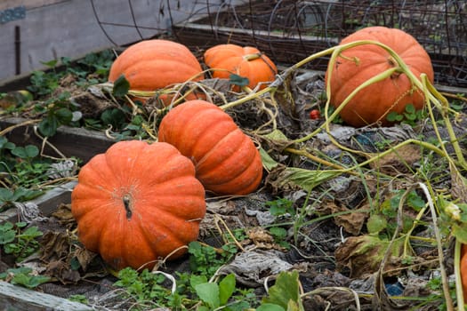 Large pumpkin in a garden