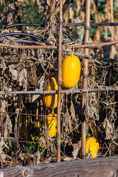 Yellow squash hanging on a vine