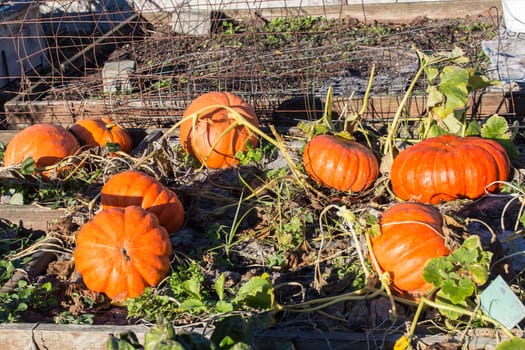 Large pumpkin in a garden