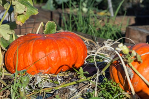 Large pumpkin in a garden