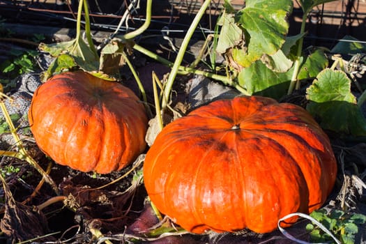 Large pumpkin in a garden