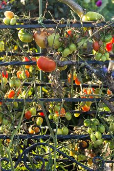 Red and Green Tomatoes on a vine