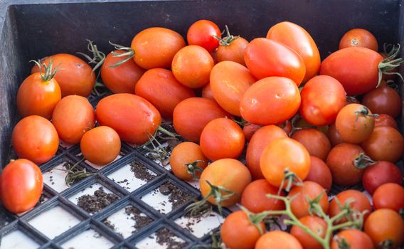 Red ripe tomatoes in a bin