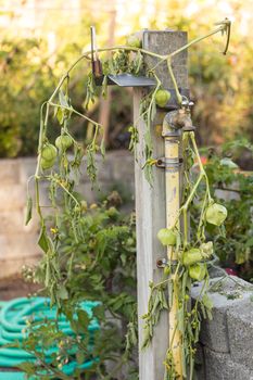 Green Tomatoes on a vine