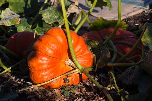 Large pumpkin in a garden