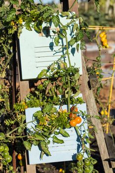 Red and Green Tomatoes on a vine