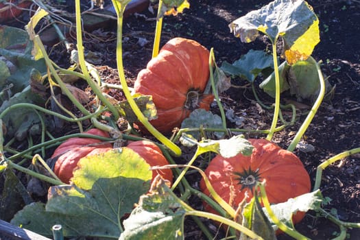 Large pumpkin in a garden