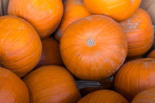 A Pile of ripe pumpkins