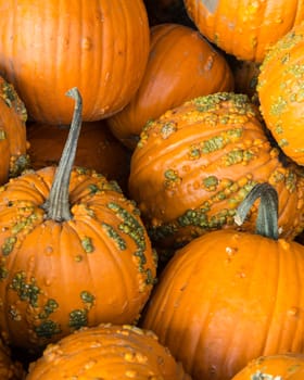 A Pile of ripe pumpkins