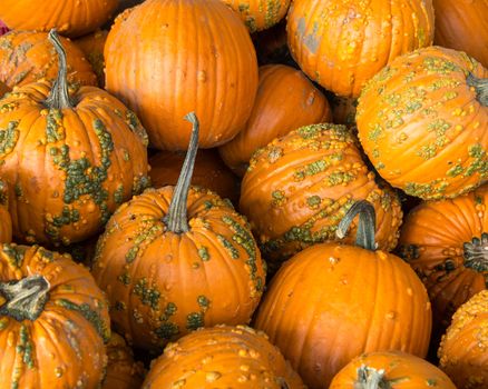 A Pile of ripe pumpkins