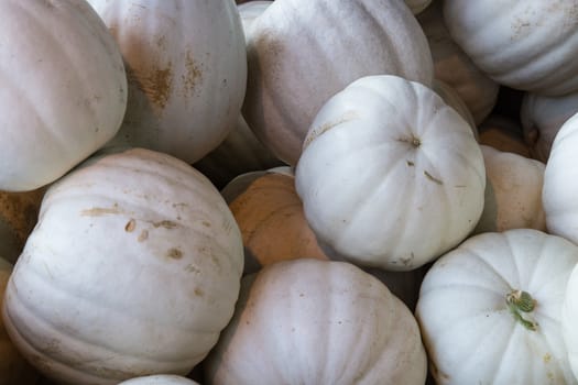 A Pile of ripe white pumpkins