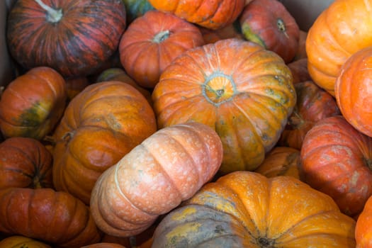 A Pile of ripe pumpkins