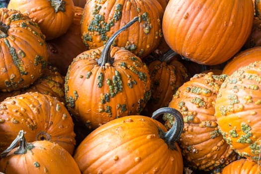 A pile of pumpkins