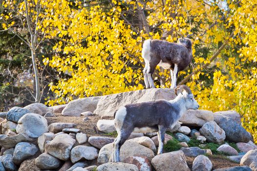 A pair of Dall Sheep, also known as Stone Sheep, gather upon a rocky outcrop studying the land below.