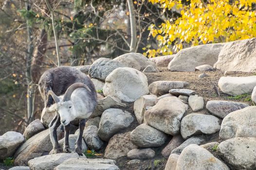 A Dall Sheep, also known as Stone Sheep, scratches its ear while balanced upon a large stone.