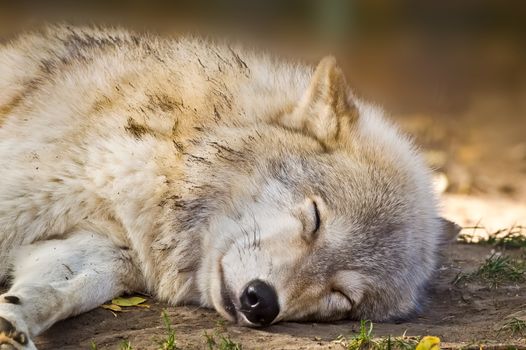 Grey wolf sleeping in the shade to escape the autumn sun.