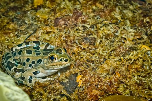 A close-up of the spotted leopard frog on a bed of moist moss.