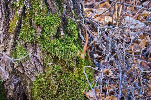 Amongst a carpet of dry leaves a lush growth of moss covers the bottom of this tree trunk.