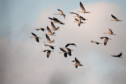 Poland,Bory Tucholskie National Park in September.A flock of cranes (Grus grus) flying to a nearby field to search for food.Horizontal view.