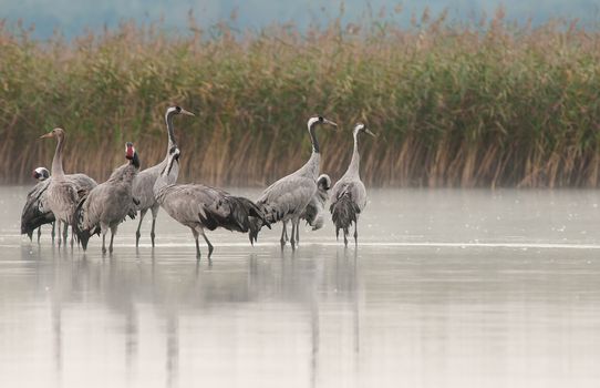 A group of cranes (Grus grus) at dawn while standing in the lake water, before flying on feeding.Bory Tucholskie National Park in autumn,september.Horizontal view.