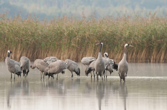 A group of cranes (Grus grus) at dawn while standing in the lake water nad clean the feathers before flying on feeding.Bory Tucholskie National Park in autum ,september.Horizontal view.