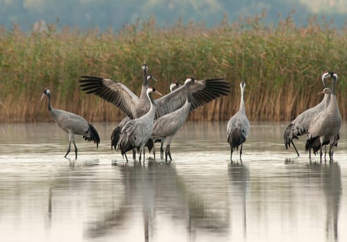 A group of several adults and one young crane (Grus Grus) standing in a lake in the morning, before flying on feeding.Poland , Bory Tucholskie National Park in autumn,september.Horizontal.