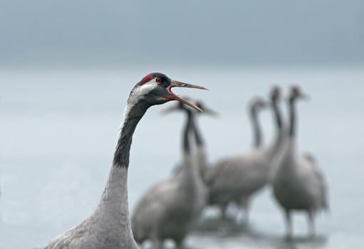 Portrait of screaming crane (Grus grus) at dawn in a thick mgle.Wyraźnie seen the details of plumage, beak and eye.Poland,Bory tucholskie National Park in autumn,september.Horizontal view.