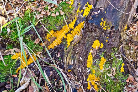 This fallen tree is quickly succumbing to the moss and fungus .