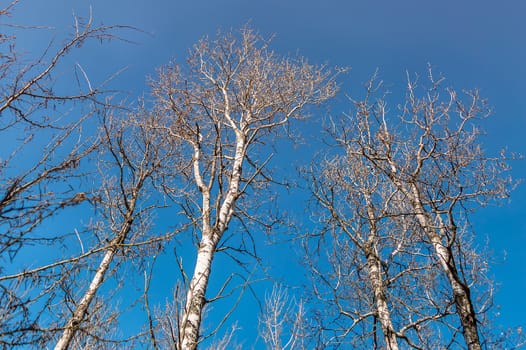 These tall and leafless birch stand watch over the forest.