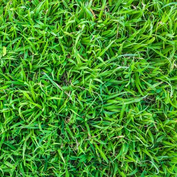 close up of fresh spring green grass texture Background