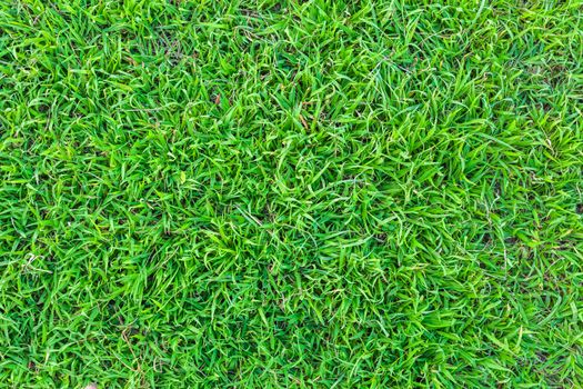 close up of fresh spring green grass texture Background