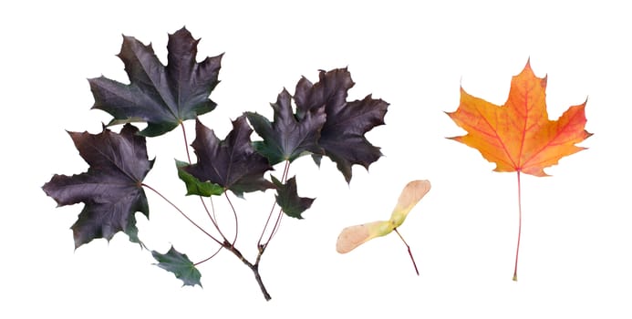 Maple leaves and maple keys isolated on white background.