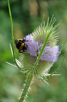 Wild Teasel