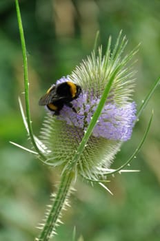 Wild Teasel