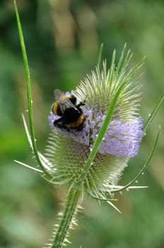 Wild Teasel