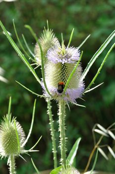 Wild Teasel