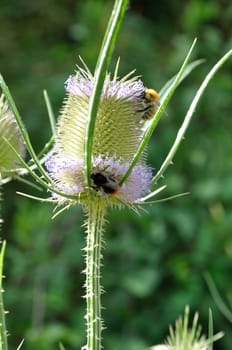 Wild Teasel