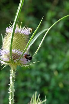 Wild Teasel