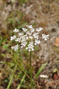 wild carrot blossom