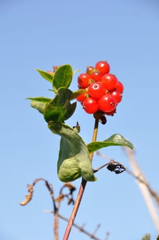 Fruit of honeysuckle 