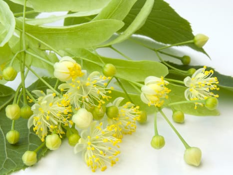 Linden flowers on a white background