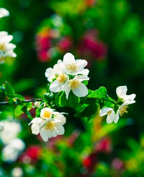 Blossoming of cherry flowers in spring time