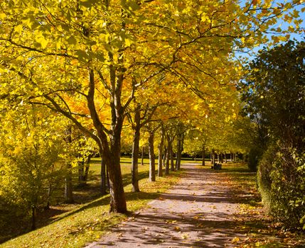 Pedestrian walkway for exercise lined up with beautiful tall trees, in autumn team