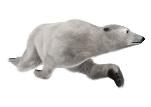 3D digital render of a polar bear swimming isolated on white background